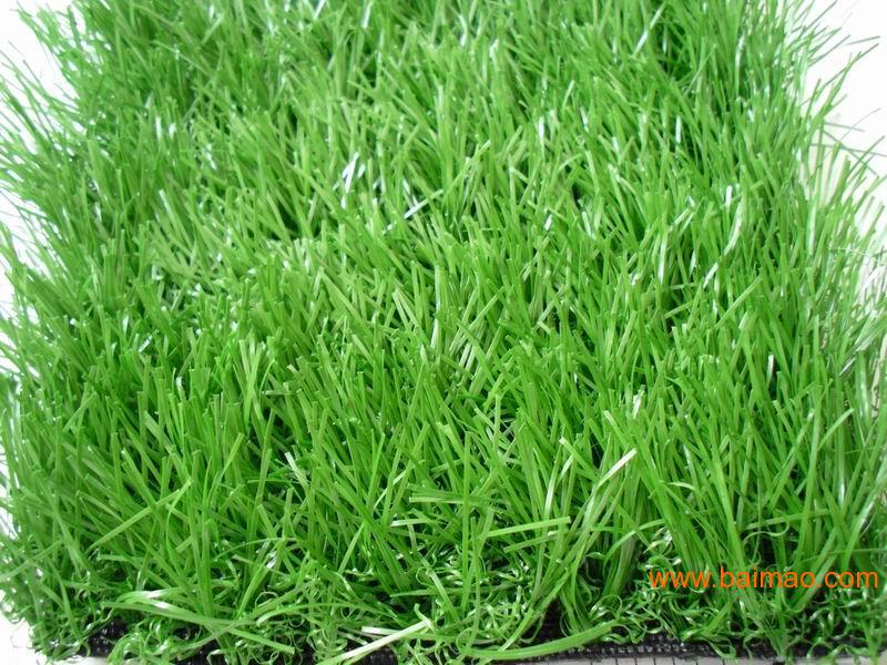 庭院适合种什么草 wKgAFFW7F0eAOVdfAAH1dpEvP2Q401.jpg