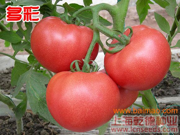 求购番茄种子|西红柿种苗【】上海乾德种业有