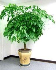 园林树苗价格--广东优质绿宝树批发,园林树苗价