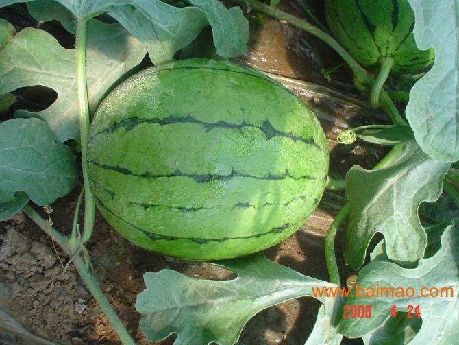 wKgAFFNbriuACi2pAAECpGr9rjo955.jpg