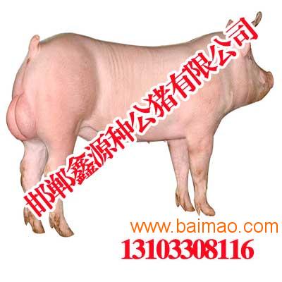 安阳种猪大白|安阳种猪公猪|鑫源种视频,安徐晓东mmav种猪大白图片