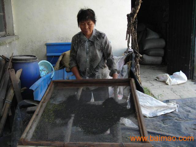 蚕沙: 3-4龄蚕砂