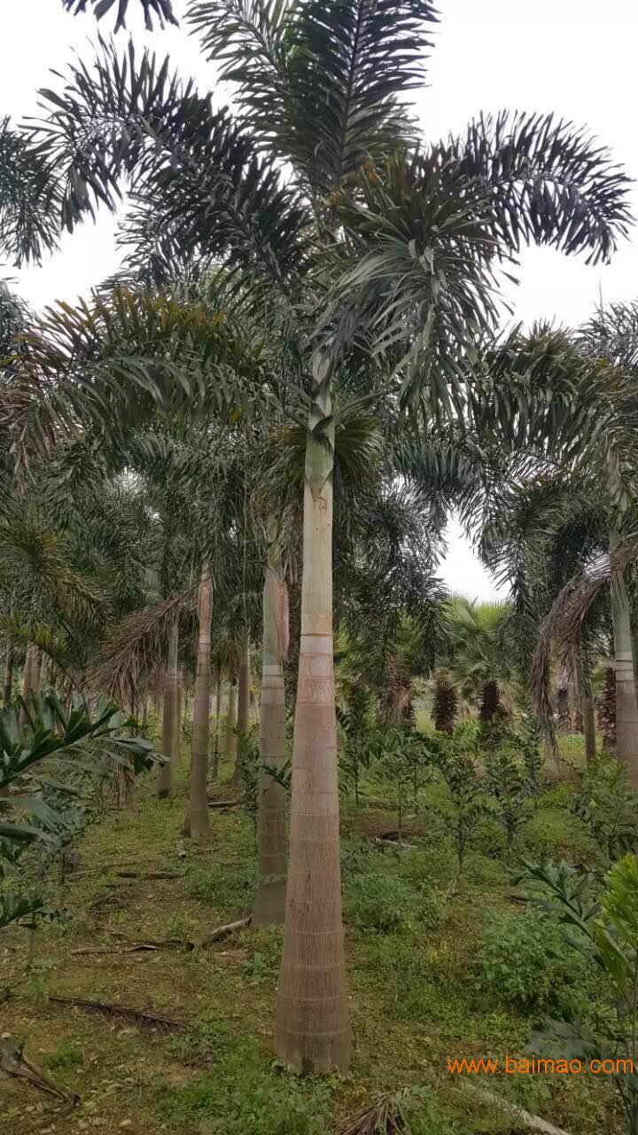 湛江狐尾椰子_哪里有供应狐尾椰子,湛江狐尾椰