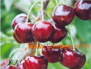 哪儿有精品烟台大樱桃果批发市场批发–哪儿有