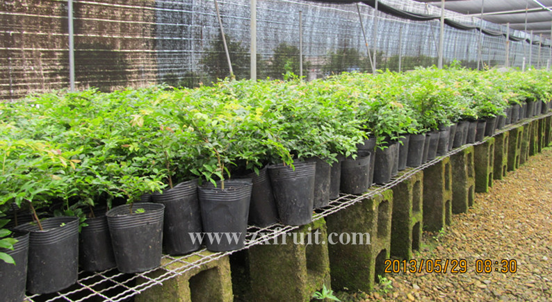 树葡萄,树葡萄生产厂家,树葡萄价格