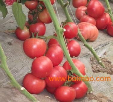 销售进口荷兰巨粉F1-大粉硬果番茄种子,销售进