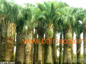 非常好的加拿利海枣出售:加拿利海枣树种植技