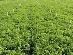 南宁四会沙糖桔苗价格行情 广西品种真实的沙