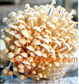 优质有机食用菌推荐 wKgAFFiEdzGAWFzdAABMC6gFxog484.jpg