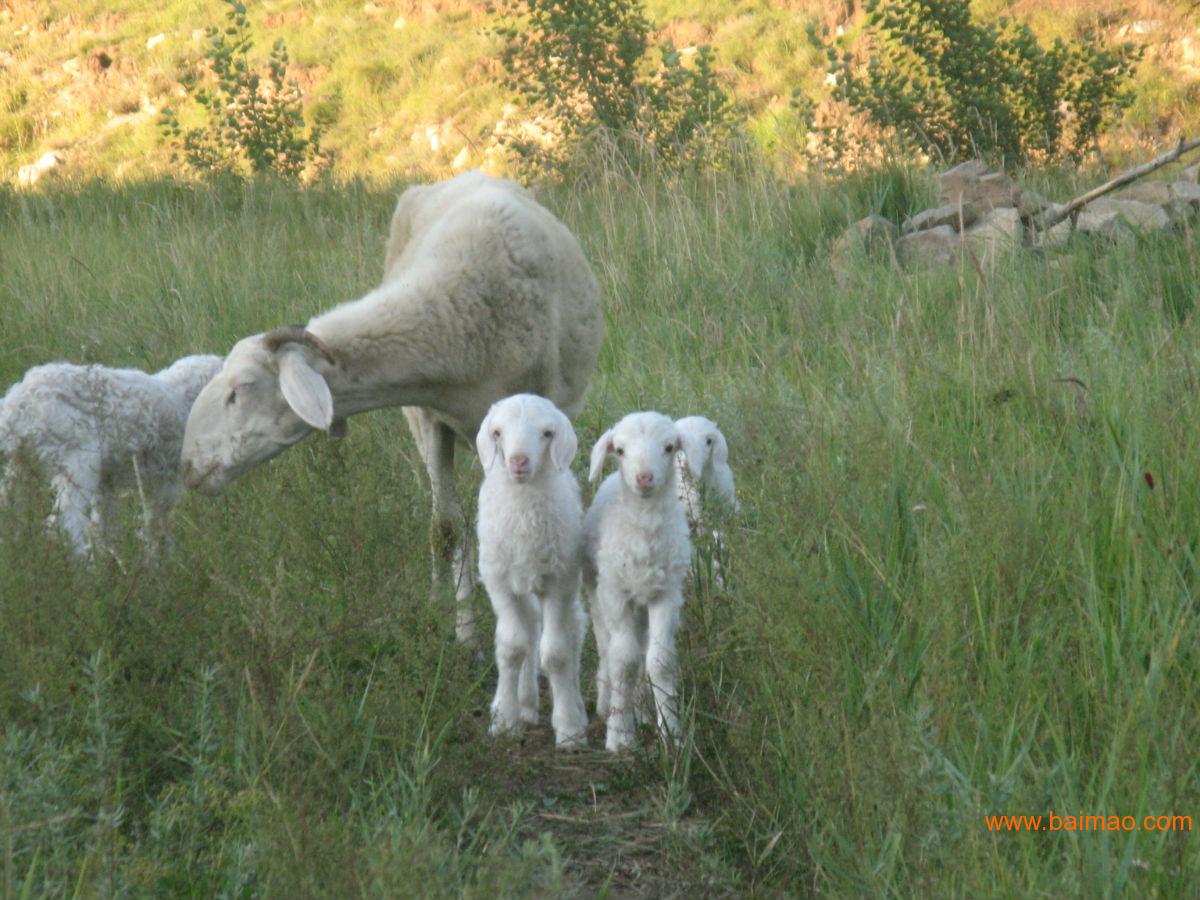 纯种小尾寒羊养殖场