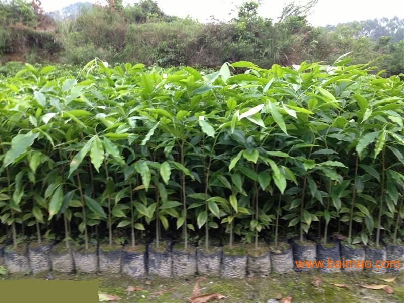 广东适合种什么名贵树种 wKgAFFHvex6AV-9DAAGGRW8JmD8173.jpg