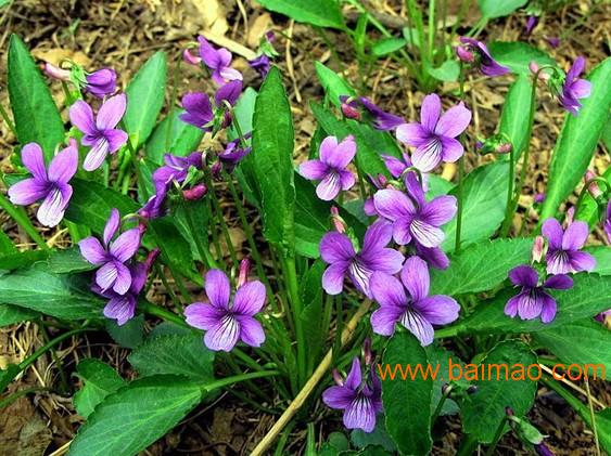 宿根花卉种植基地【玉伦】宿根花卉供应-宿根