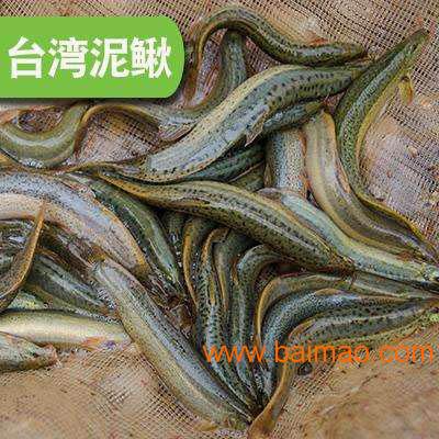 佛山台湾泥鳅苗批发市场_专业放生鱼苗