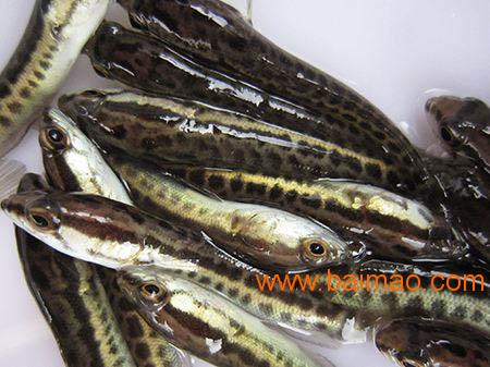 佛山台湾泥鳅苗批发市场_专业放生鱼苗