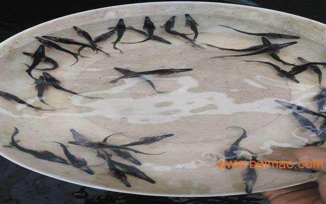 广东台湾泥鳅苗批发市场_鱼苗价格