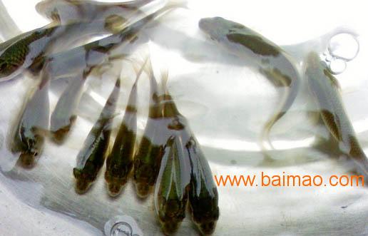 广东台湾泥鳅苗批发市场_鱼苗价格