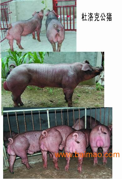 爆火的国产3a游戏高文