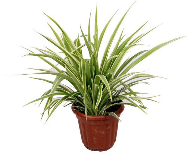 鲜花植物 金边兰