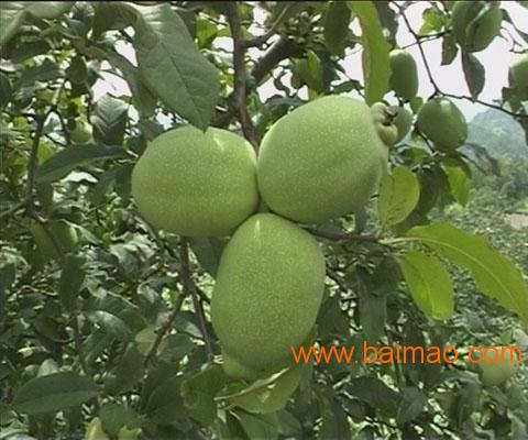 山西木瓜树苗价格\/基地直销,山西木瓜树苗价格