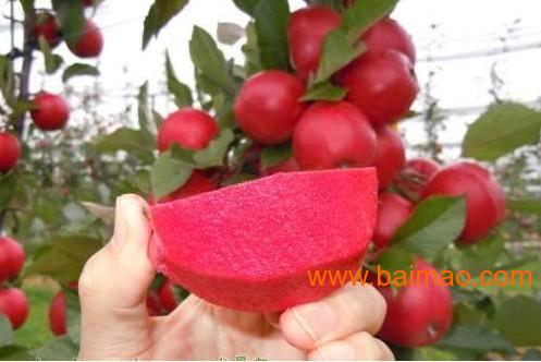 【新品】红肉苹果苗 红苹果 红色之爱 m9t337