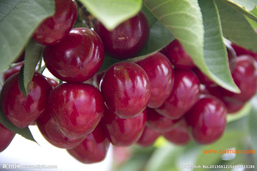 【首选兴发】樱桃树苗 樱桃种苗 樱桃苗批发批