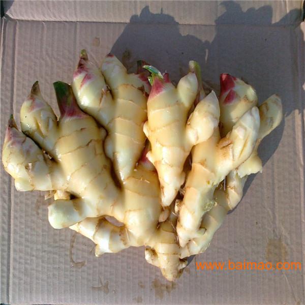 姜种子是怎样发育生姜的生长周期怎样种植大姜