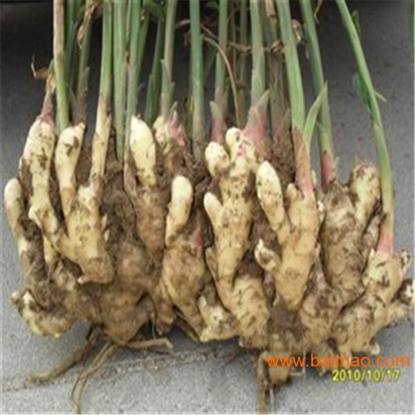 姜种子是怎样发育生姜的生长周期怎样种植大姜