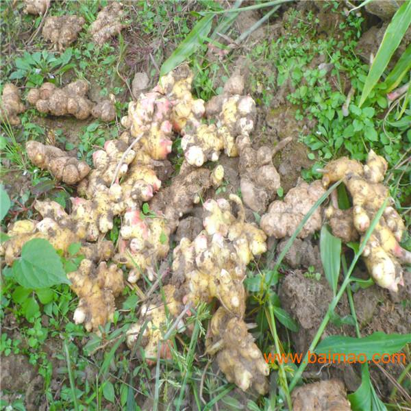 姜种子是怎样发育生姜的生长周期怎样种植大姜