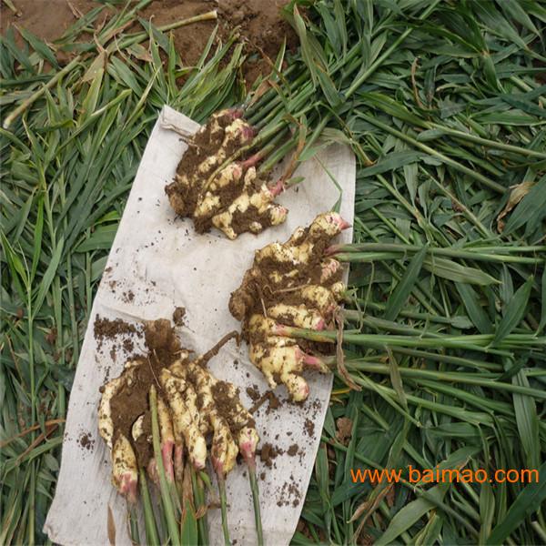 姜种子是怎样发育生姜的生长周期怎样种植大姜