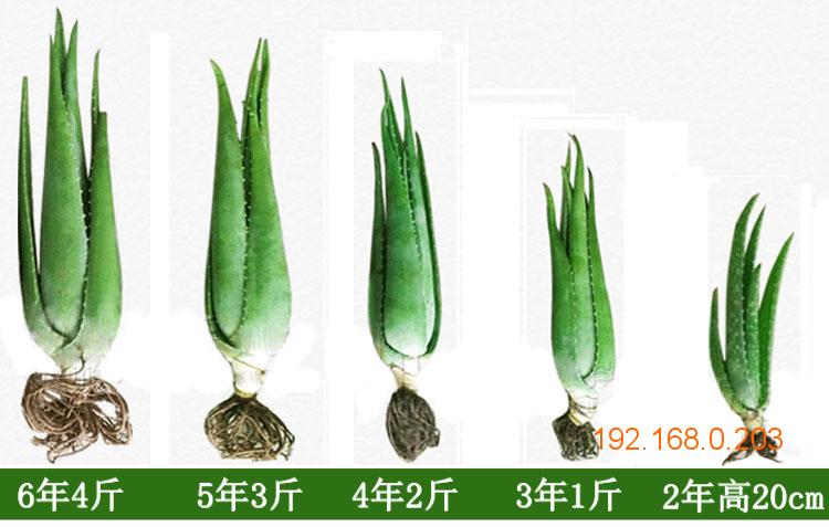 芦荟零售:品种好的美国库拉索芦荟苗优选绿禾