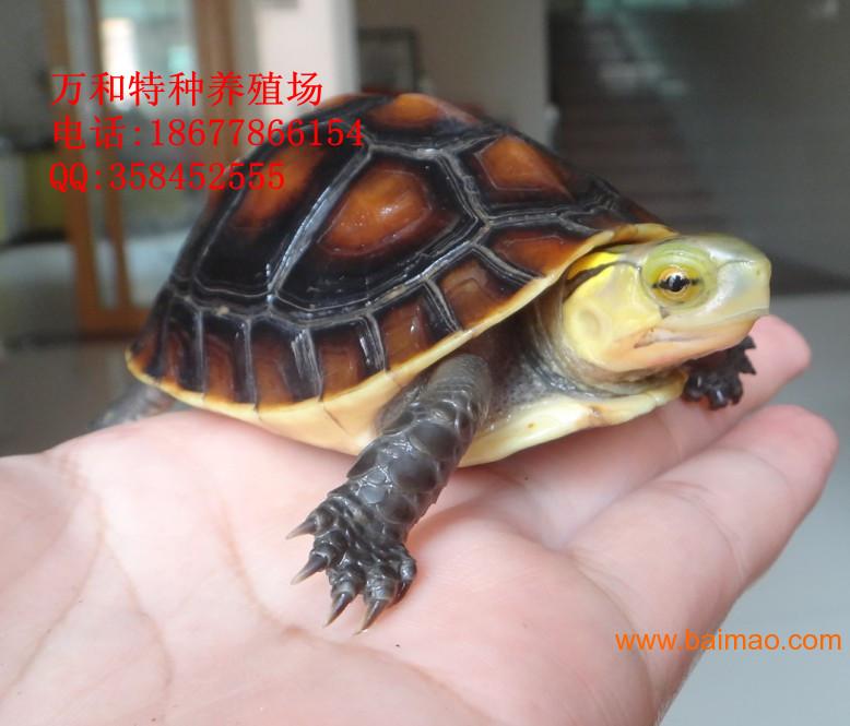 供应黄缘闭壳龟\/台缘龟\/价格\/供应商，供应黄缘闭壳龟\/台缘龟\/价格\/供应商生产厂家，供应黄缘闭壳龟\/台缘龟\/价格\/供应商价格 - 百贸网