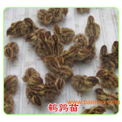 鹌鹑苗、鹌鹑蛋、鹌鹑笼具、鹌鹑孵化场