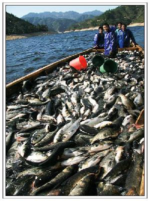 深圳供应千岛湖野生鳙鱼