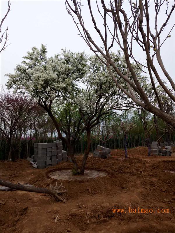 潍坊丁香树基地直销:种植丁香树厂家/批发/供应商