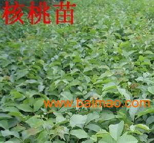 什么是生苗什么是地苗 wKgAFFKr0VyALu-tAABXpbmSTu8072.jpg