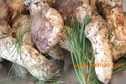 松茸的功效与作用及营养 wKgAFFPgc2yAFdxUAADBdiP71Rs410.jpg