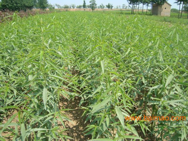 果农店字样图片_果农收入创新高(2)