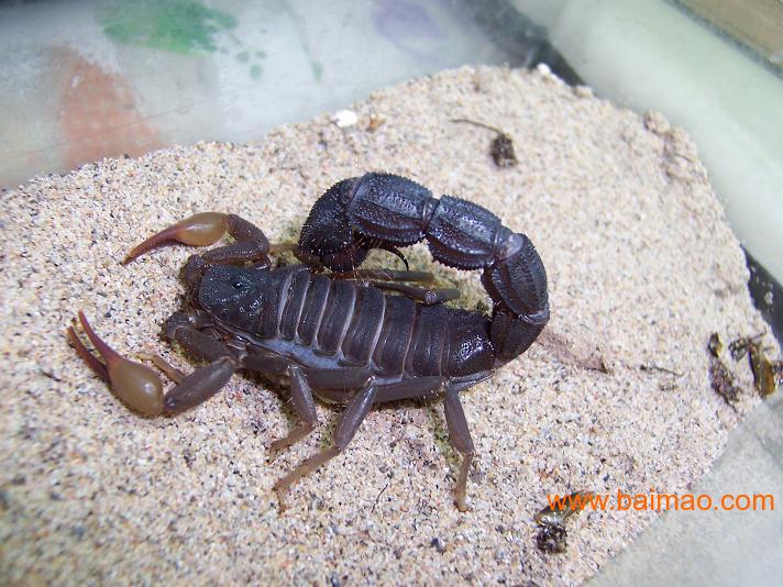 蝎子养殖基地+蝎子养殖价格行情