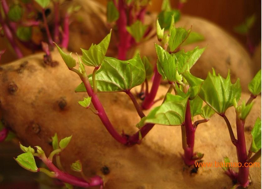 红薯苗价格低廉农科院一级红薯苗培育中心高淀