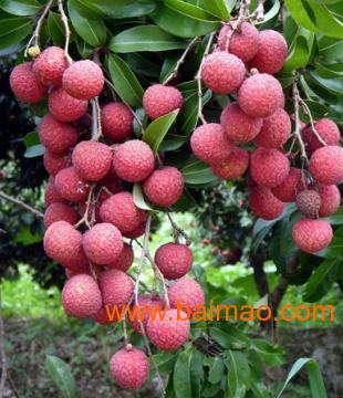 香蕉供应商,香蕉批发商,香蕉代收商,香蕉供应商