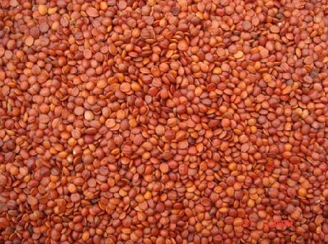 价位合理的红枣种子顺通酸枣仁供应