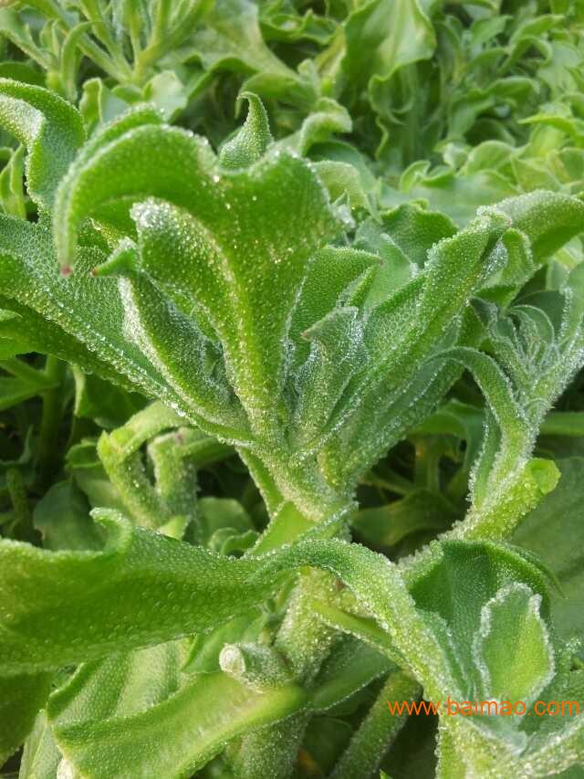 非洲水晶冰菜冰草种子种苗,认准寿光朝阳!