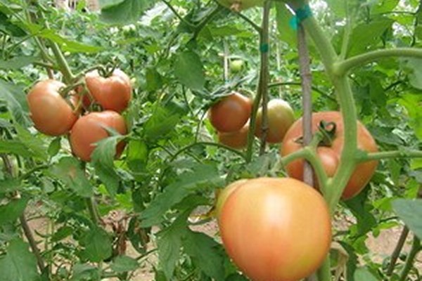 西红柿嫁接苗,西红柿嫁接苗生产厂家,西红柿嫁