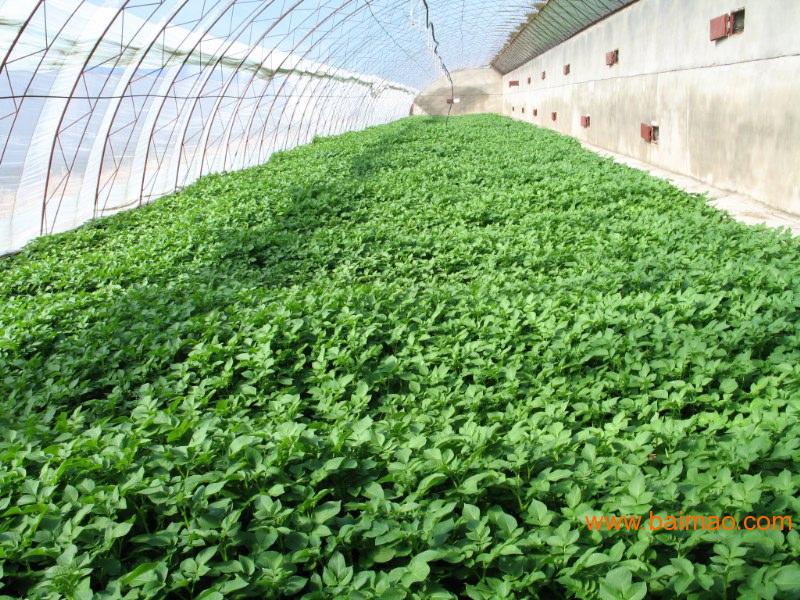 达茂绿色农副产品批发供应达茂特产加盟,有机