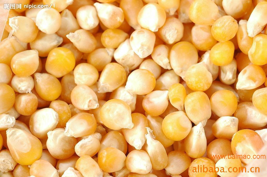 壟上養殖常年求購玉米大豆高粱小麥麩皮次粉等飼料原料