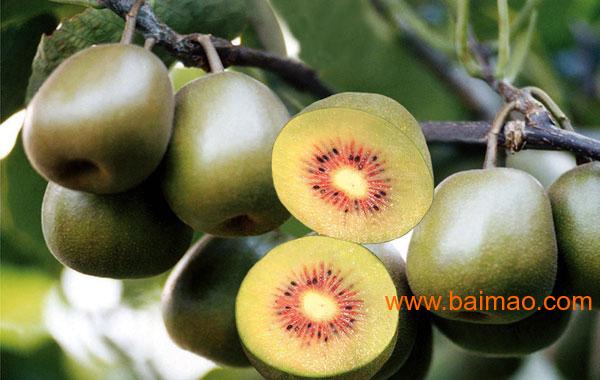 心果猕猴桃桃苗木 品种纯正的红心猕猴桃苗 红