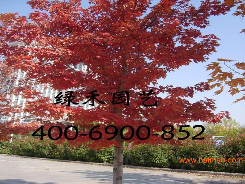 附近哪里有卖红枫树的 wKgAFFRB0iOARHrOAAIBR06DYq8097.jpg