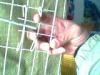 雞鴿兔籠**籠鵪鶉籠料盒食盒飲水器圍墻網養殖網