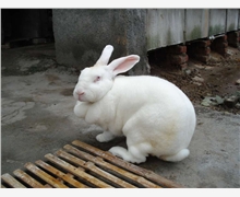 怎么养兔子才能生宝宝 wKgAFFRR6CuAcrJwAACKaBOMlvE459.jpg