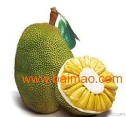 供应海南菠萝蜜,25斤左右果,饱满出果率高,供应